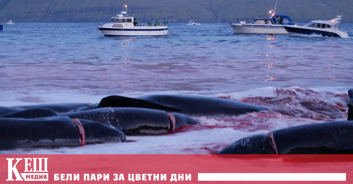 Нов варварски лов на Фарьорските острови