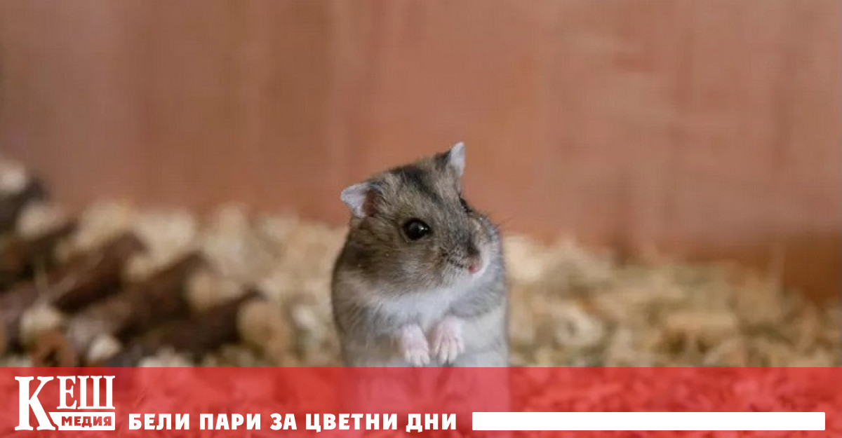 Научиха хамстер да търгува с криптовалута и той почти веднага забогатя