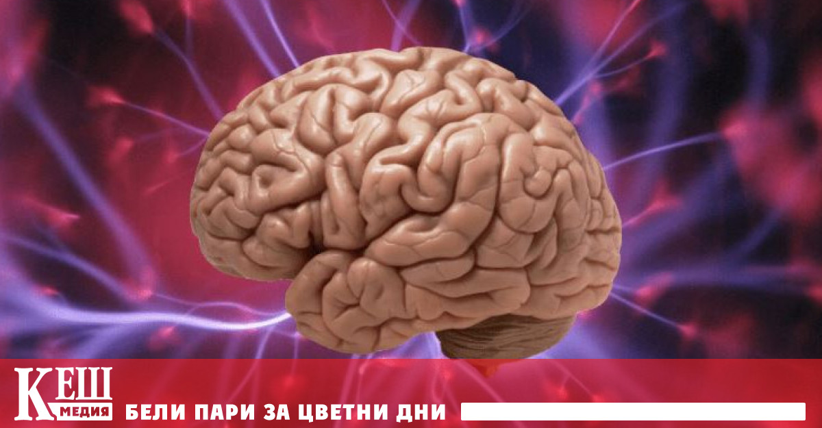 Дали левичарите наистина са по-умни от десничарите: какво казва науката?