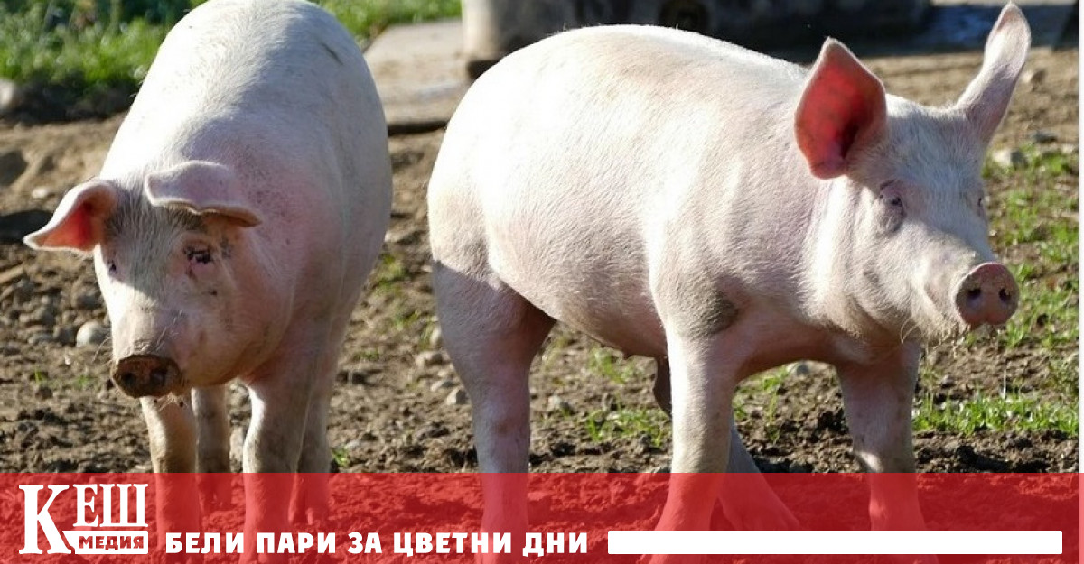 Наеха прасета да защитават самолетите