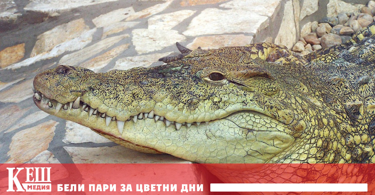 Мъж улови алигатор с контейнер за боклук и стана звезда в социалните медии