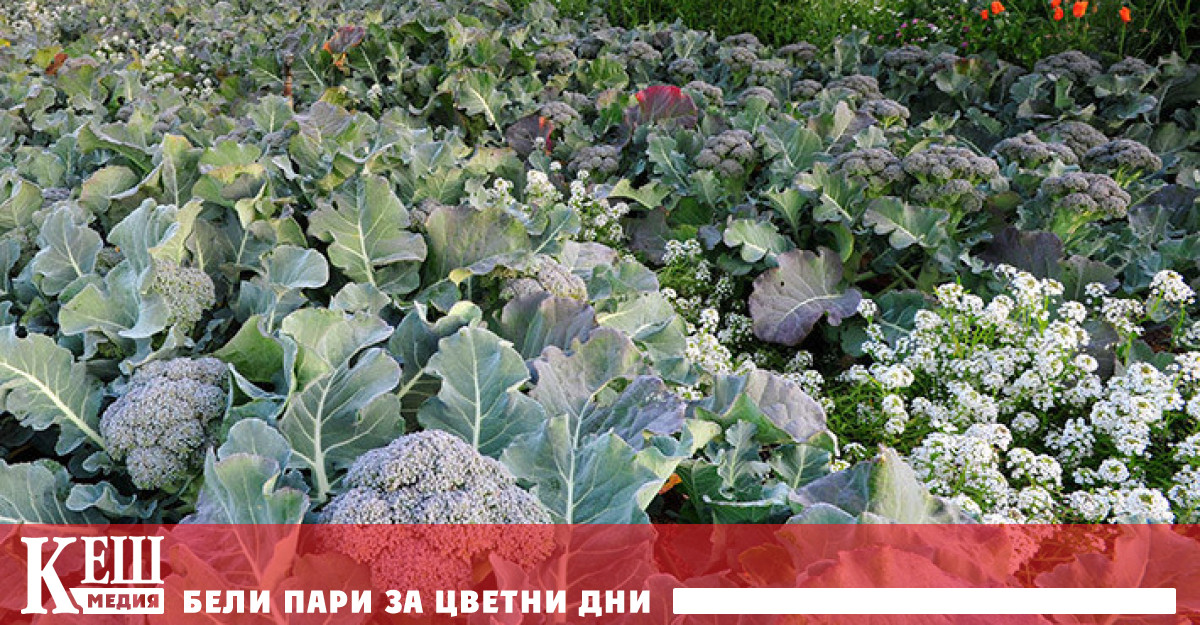 Реколтата във Великобритания се съсипва