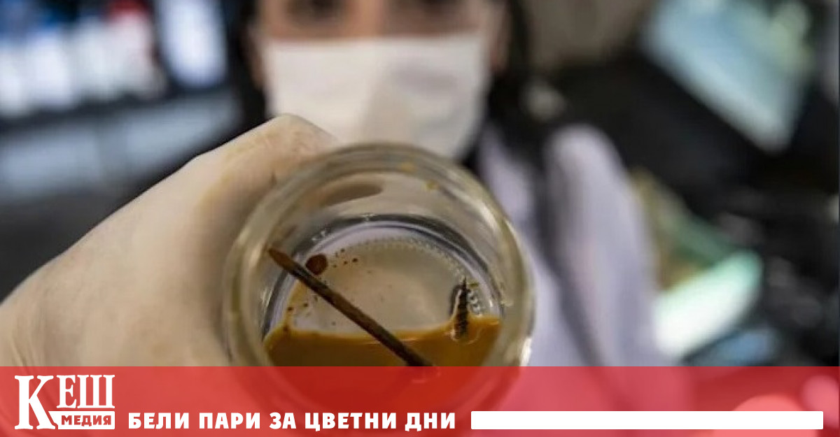 Заставиха бактерии да гладуват и те изядоха гвоздей за три дни