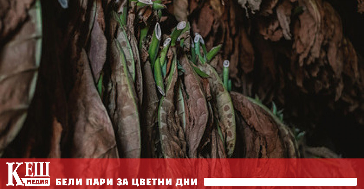 Най-старото свидетелство за употребата на тютюн