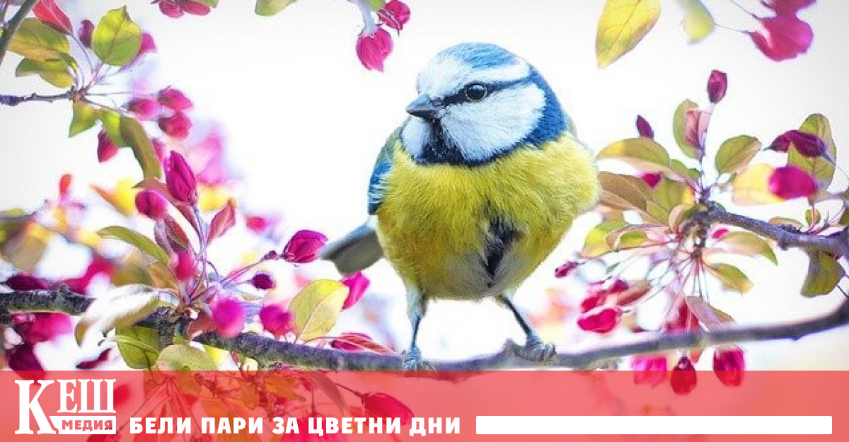 Eдна пета от европейските птици са застрашени от измиране