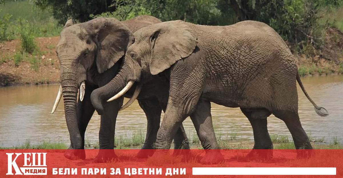 Еволюция: Африканските слонове вече се раждат без бивни заради бракониерите