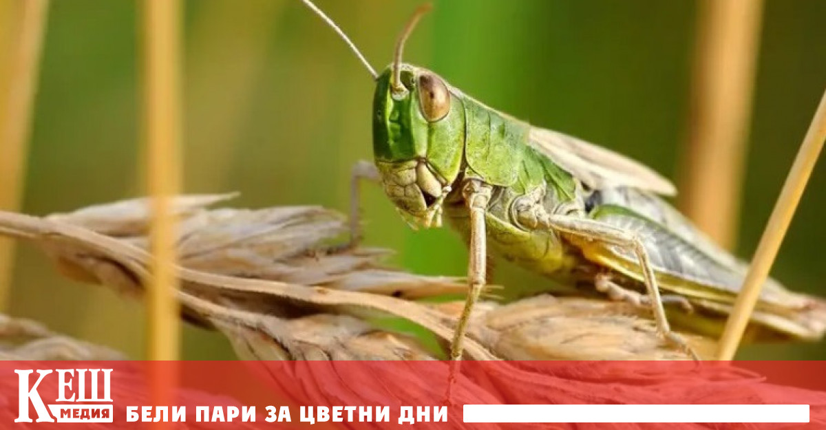 Насекомите ще помогнат за решаването на проблема с глада на Земята в бъдеще