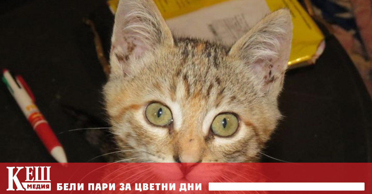 Вашингтон e първият град в света, в който преброиха котките