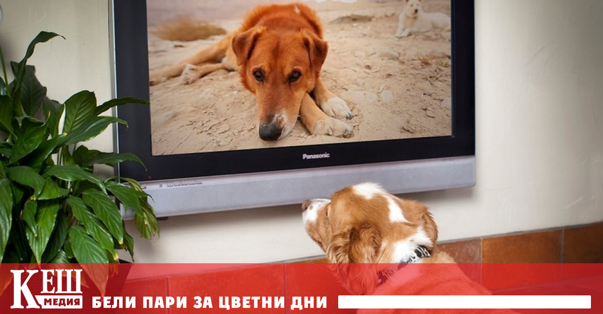 Телевизия за кучета стартира във Великобритания