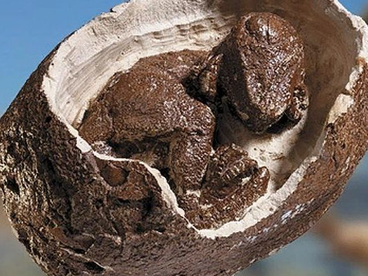 Вкаменено яйце на динозавър откриха в пратка италиански митничари