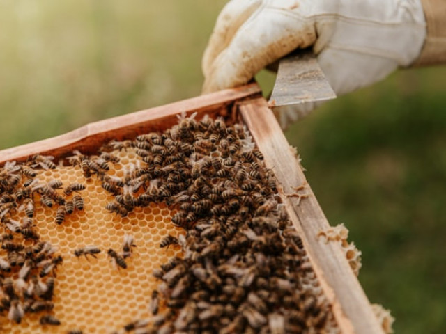 Как се отразява измирането на пчелите на ключови хранителни култури