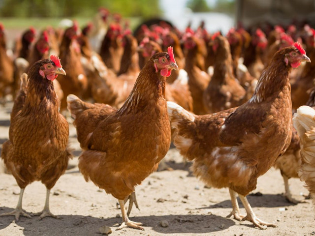 Десетки милиони птици са унищожени в Европа заради птичия грип