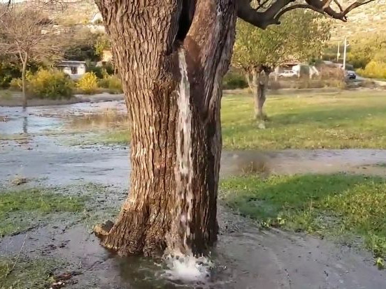 Черногорското водно дърво - балканското чудо на природата