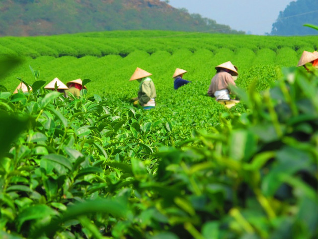 В Япония продадоха килограм зелен чай за рекордна сума