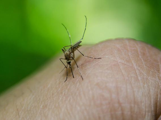 Геоинженерството ще увеличи риска за милиарди хора да се заразят с малария