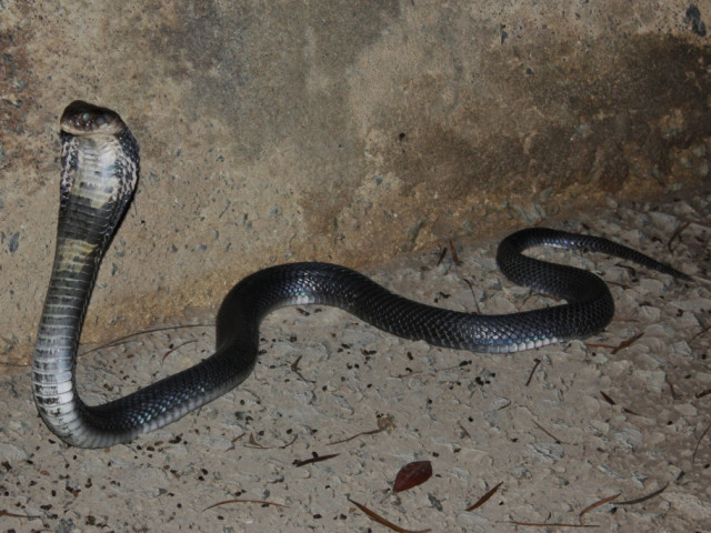 Причината за появата на коронавируса може да се окажат змиите, а не прилепите