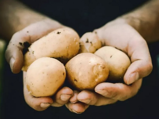 Картофите и други кореноплодни се оказаха спирачка за развитието на цивилизацията