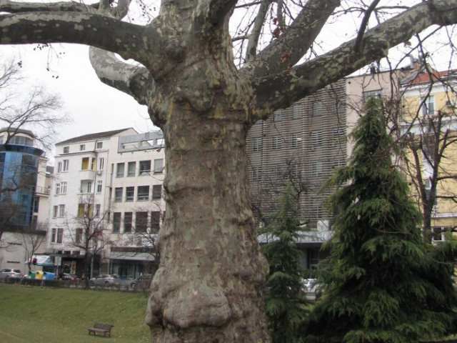 Три вековни чинара в София са обявени за защитени дървета