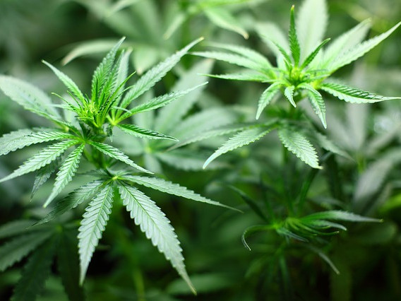 Камарата на представителите на САЩ гласува за декриминализиране на марихуаната