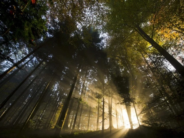 Три европейски държави подготвят горите на бъдещето
