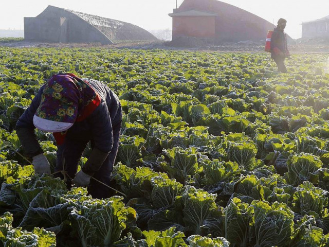 Северна Корея пренасочва чиновниците в земеделието