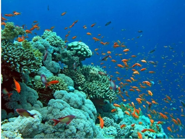 Обучиха изкуствен интелект да анализира "песните на кораловите рифове"