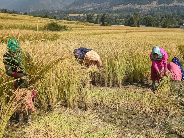Забраната за износ на пшеница разгневи индийските фермери