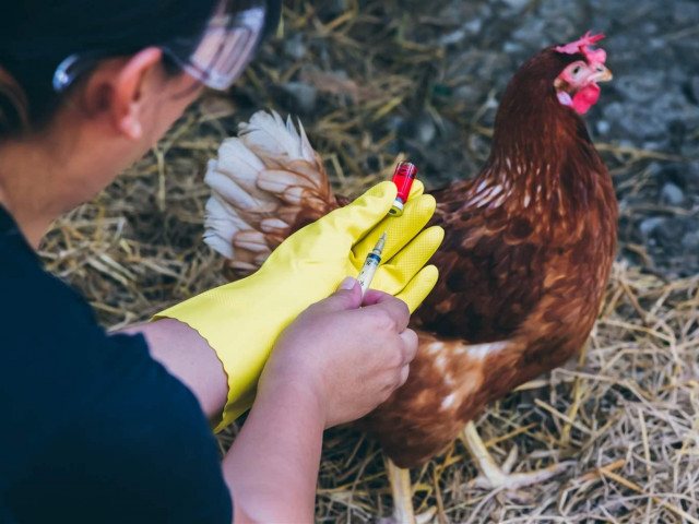 Продукти с пилешко във Великобритания изчезват от рафтовете заради бум на салмонела