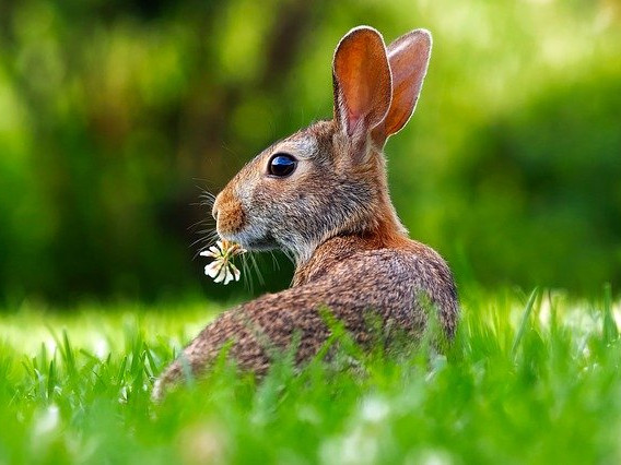 Според новo изследване, близки "роднини" на човека са плъховете, мишките и зайците