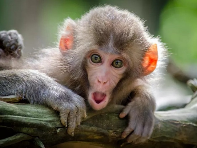 СЗО съобщи за 203% увеличаване на броя на заболелите от маймунска шарка