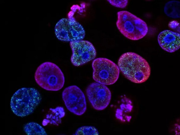 Учени заснеха на видео растежа на клетки в реално време