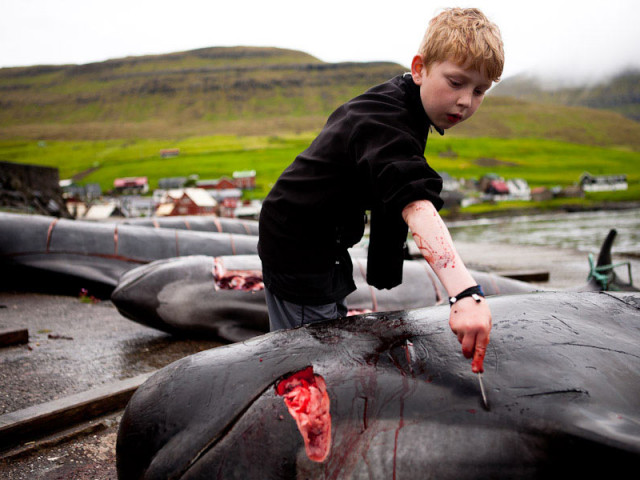 Природозащитници искат да блокират кървавия лов на делфини на Фарьорските острови