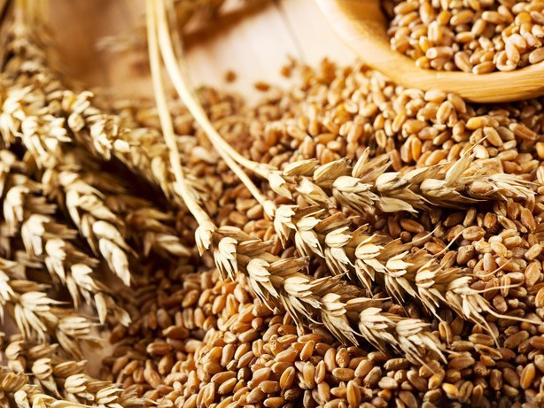 Ще бъде създаден коридор за износ на украинското зърно