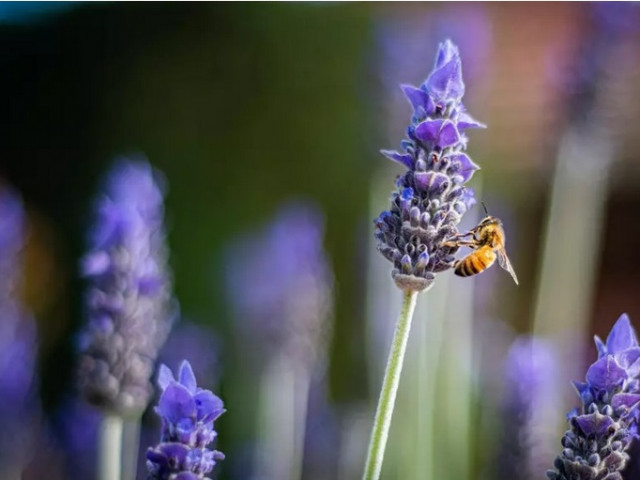 Учени: пчелите ще помогнат за стабилизиране на цените на храните