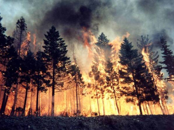 В Европа са изгорели рекордни площи гори за цялата история на наблюденията