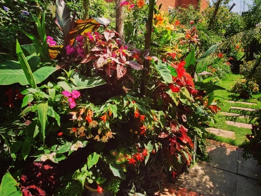 Екзотични тропически растения вече виреят в Обединеното кралство