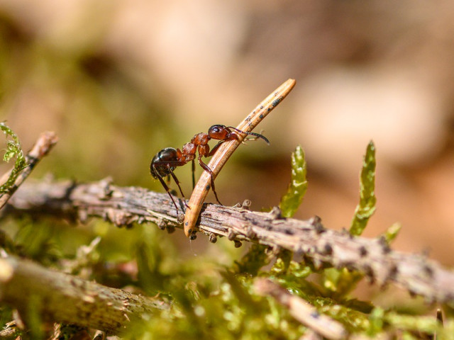 Мравките могат да заменят вредните пестициди