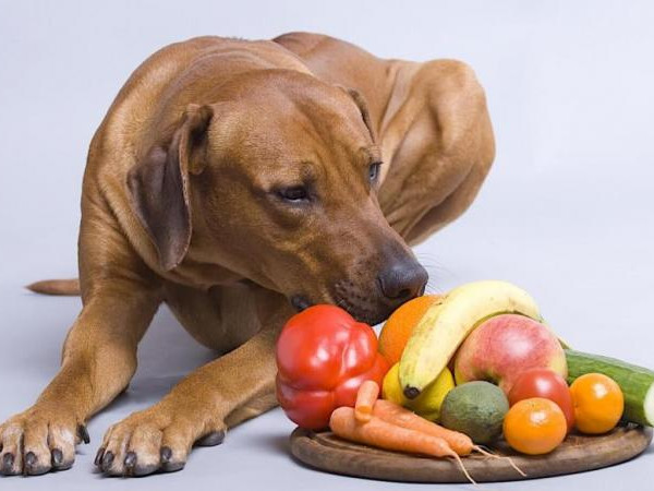 Британски диетолози препоръчаха да преминем към храна за кучета