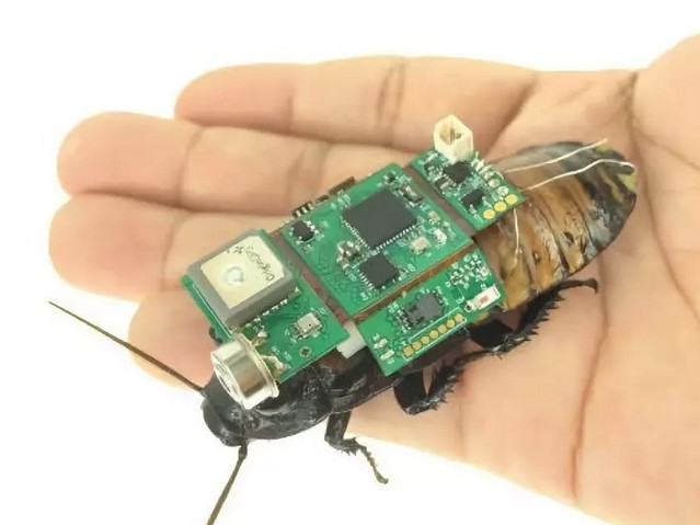 В Япония създадоха хлебарки-киборги за изучаване на труднодостъпни места