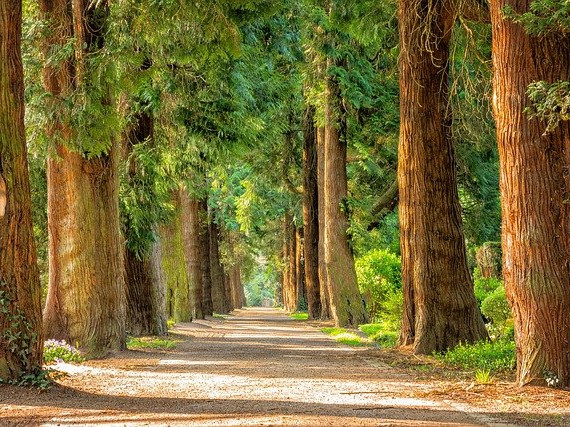 Европейци секат дървета в парковете, за да се запасят за зимата