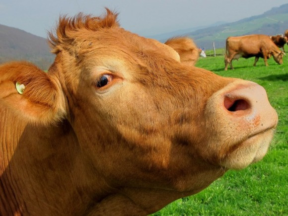 Учени селектираха крави, които дават човешко мляко