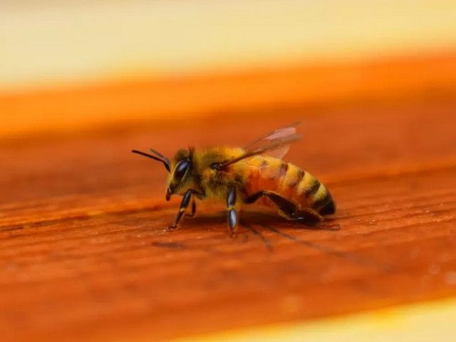 Първата доказана игра при насекоми: пчели търкалят топки по земята (видео)