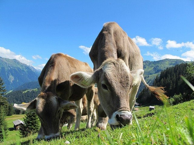 Нова Зеландия въвежда данък върху кравешките газове