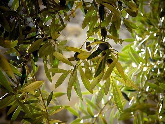 Над 200 самолета в Испания ще бъдат заредени с гориво от костилки от маслини