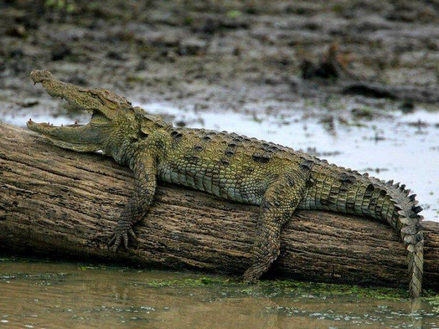 Индия „преселва” 1000 крокодили