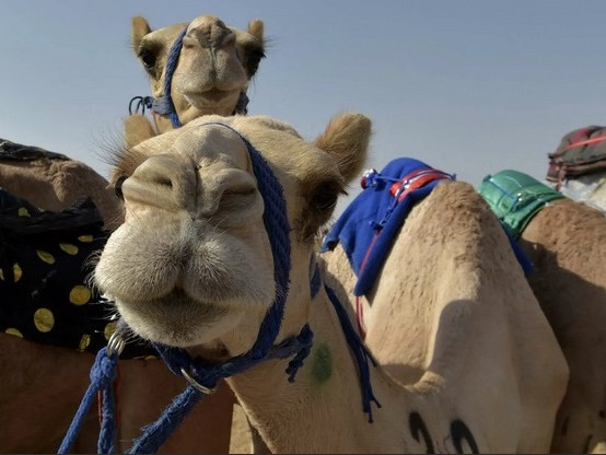 В Саудитска Арабия 43 камили отпаднаха от конкурс за красота заради ботокс