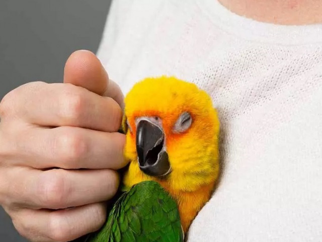 Как папагалите могат да произнасят човешки думи без устни