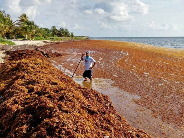 Огромни маси водорасли се носят из Атлантика