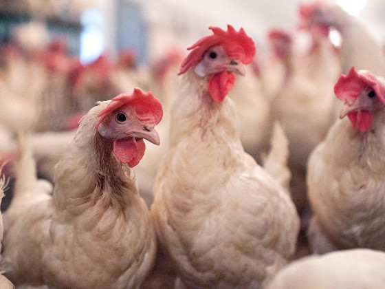 В Япония ще унищожат още  84 000 кокошки