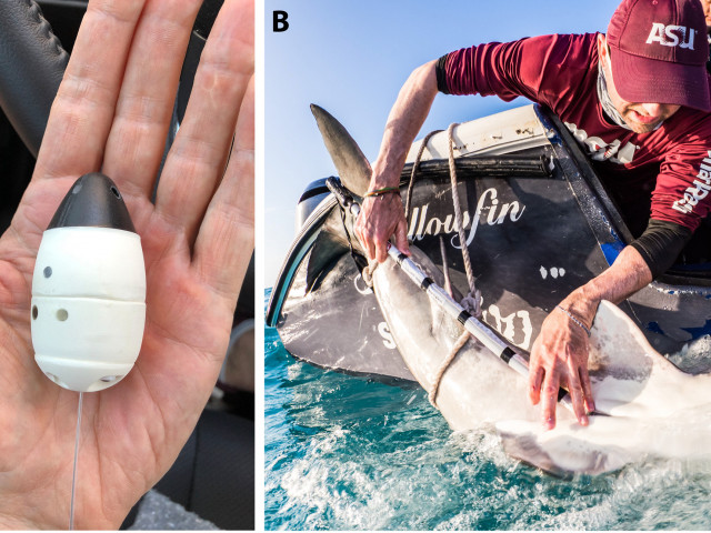 Учени имплантираха сателитни предаватели на редки видове акули